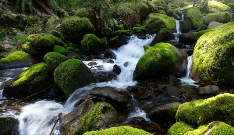 Mousses et Médecine : Des Remèdes d&rsquo;Hier aux Traitements de Demain.