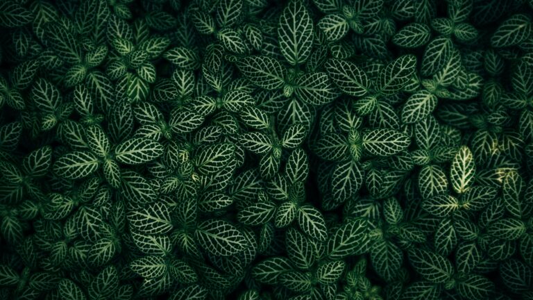 La Fittonia : La Diva des Plantes d&rsquo;Intérieur